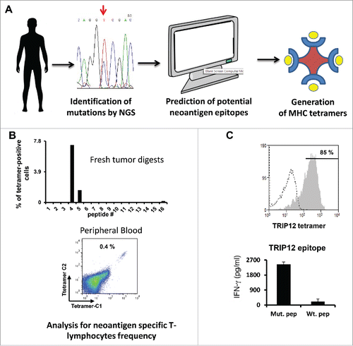 Figure 1. Predicting and using neoepitopes to identify T cells. (A) Schematic representation of the initial research steps covering next generation sequencing, identification of mutations and neoepitope/MHC tetramer generation. (B) Relative frequency of tetramer positive cells in fresh tumor digests (upper panel) and results of peripheral blood analysis of patient 3919 with mutated TRIP12/HLA-A*0101 tetramers bearing two chromophores (C1 & C2—lower panel). (C) Purity of tetramer-sorted PBLs specific for the mutated TRIP12 peptide (upper panel) and IFNγ secretion measured in co-cultures of tetramer sorted T cells with antigen presenting cells pulsed with mutated and wt TRIP12 peptides (lower panel).