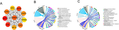 Figure 3 Relationship of AM core targets for colon cancer with the top 15 BP and KEGG pathways. (A) Core network of the top 10 core targets of AM for colon cancer. (B) Relationship of the core network with the top 15 BP terms in GO enrichment analysis. (C) Relationship of the core network with the top 15 KEGG pathways.