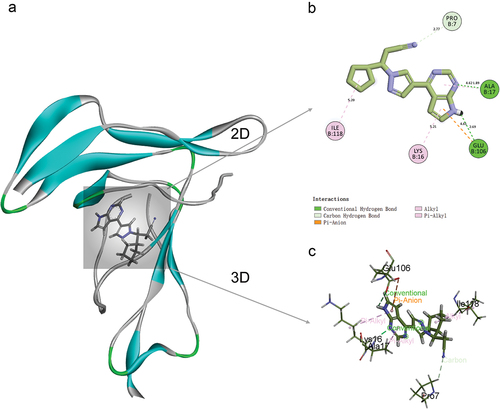 Figure 2. Ruxolitinib was bound to IL-2 Rα by molecular docking. (a) mode of binding of ruxolitinib to IL-2 Rα. (b) two-dimensional interaction between ruxolitinib and IL-2 Rα, circles represent amino acid residues, numbers inside are amino acid abbreviations and numbers, lines represent interactions, colors represent interaction types, and numbers on lines represent distances. (c) 3D structure of ruxolitinib binding to IL-2 Rα.