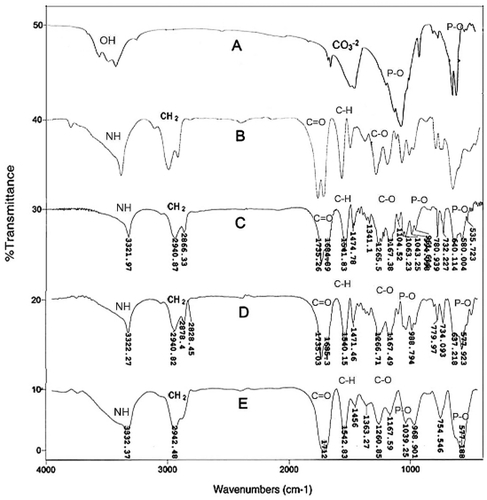 Figure 1 Infrared spectra of samples: A) FHA; B) PU–0% FHA; C) PU–5% FHA; D) PU–10% FHA; E) PU–20% FHA.Abbreviations: FHA, fluor-hydroxyapatite; PU, polyester urethane.