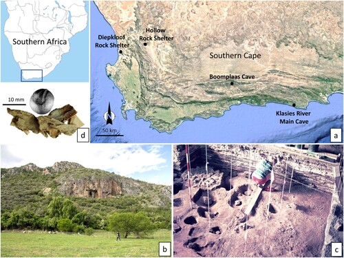 Figure 1. Boomplaas Cave and key finds: a) Map of the site’s location in the southern Cape of South Africa with other sites mentioned later in the text; b) view of the limestone cave from the valley (Justin Pargeter); c) Holocene (Member BLD) storage pits in the cave floor (supplied by Justin Pargeter from the H.J. Deacon Historical Archive, Iziko Museums); d) close-ups of an excavated Pappea capensis seed and Boophane disticha leaf remains (supplied by Justin Pargeter and Yvette van Wijk from the H.J. Deacon Historical Archive, Iziko Museums).