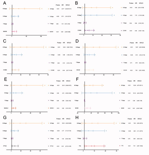 Figure 4. Multivariate cox regression analyses of eight hub genes. Multivariate regression analyses indicated that expression levels of the eight hub genes were still significantly associated with OS (p < .05; A–H).