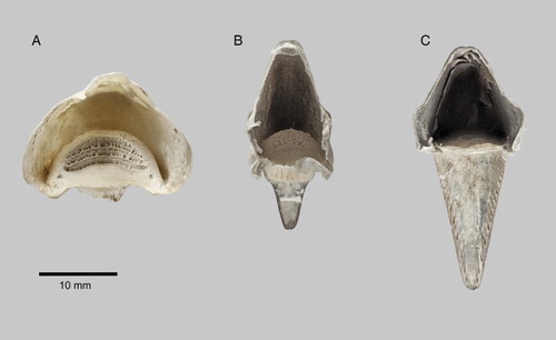Figure 5. Rhinothecas of kākāpō (A, LB14838), kākā (Nestor meridionalis; B, LB14862) and kea (N. notabilis; C, LB14865). View of proximal end showing cavity after removal of premaxilla. Photograph: P Quin.