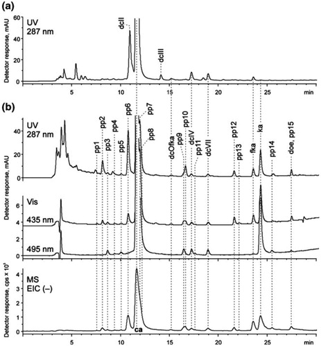 Figure 5. Differentiation of American and Polish cochineal by LC-MS: (a) UV chromatogram (287 nm) of extract from American cochineal, (b) UV–VIS (287, 435, and 495 nm) and MS chromatograms (extracted negative ion) of extract from Polish cochineal.[Citation13]
