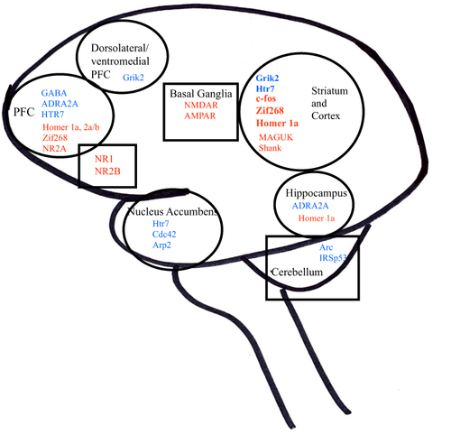 Figure 2 MP on gene expression, both region and gene specific: circle = upregulated, square = downregulated; black = region of the brain, blue = monoamine neurotransmitter genes and receptors, red = postsynaptic density protein genes.