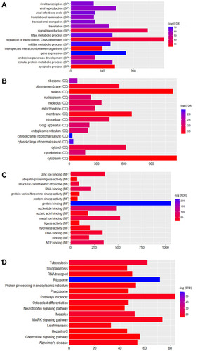 Figure 4 Functional annotation of all DEGs in male osteoporosis. (A) top 15 most significantly enriched biological process; (B) top 15 most significantly enriched cellular components; (C) top 15 most significantly enriched molecular functions; (D) top 15 most significantly enriched KEGG pathways. The x-axis shows -log FDR and y-axis shows the terms of GO/KEGG terms.