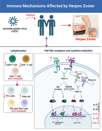 Figure 6 Summarized immune mechanisms affected by herpes zoster (HZ). Created with BioRender.com.
