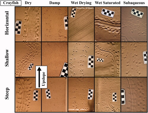 Figure 7. Examples of experimental traces made by four red swamp crayfish. The pictures are representative, but not necessarily comprehensive, in terms of the variability in morphology in each condition (water content + slope angle). Upslope is towards the top of the photos in the shallow and steep slope rows (not applicable to the first row which is flat without slope). Larger, annotated photographs of all the trackways analyzed in this study are available online via FigShare (Clendenon & Brand, Citation2024).