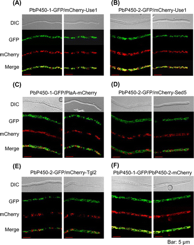 Figure 3. Subcellular localization of PbP450-1 and PbP450-2 in A. oryzae. Hyphae of strains expressing PbP450-1-GFP (A and C) and PbP450-2-GFP (B, D, and E) with mCherry-fused organelle markers were examined by confocal microscopy. (F) Colocalization analysis of GFP-fused PbP450-1 and mCherry-fused PbP450-2. Fluorescence images of apical and subapical regions are shown in the right and left panels, respectively.