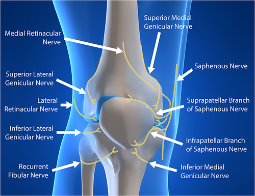 Figure 1 Illustration of the innervation of the knee.