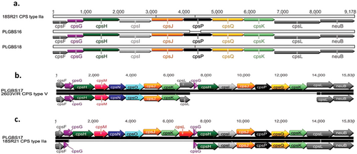 Fig. 4 Comparative analyses between cps-specific sequences.a 18SR21 (CPSIIa) vs. PLGBS16 and PLGBS18, b PLGBS17 vs. 2603V/R (CPSV), and c PLGBS17 vs. 18SR21 (CPSIIa)