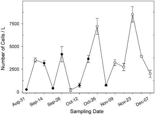 Fig. 15. Abundance of Ditylum brightwellii at Wadsworth Cove, autumn 2004. Mean number of cells l−1  ± SD (○ indicates days on which spermatogonangia were absent).