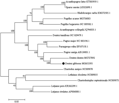 Figure 1. Phylogenetic analysis of D. gibbosus based on the entire mtDNA genome sequences of 11 sparid fishes available in GenBank. Five outgroup species (Lutjanus peru, Lutjanus rivulatus, Lethrinus obsoletus, Chaetodontoplus septentrionalis and Chaetodon auripes) were selected and the maximum likelihood method was used. Numbers above the nodes indicate 1000 bootstrap values. Accession numbers are shown behind species names.