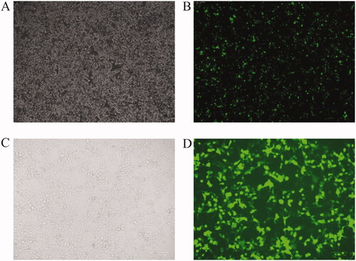 Figure 2. Plasmid transfection and viral packaging. (A,B) Transfection of plasmids into 293 T cells, (C,D) 786-O cells infected by packaged viruses.