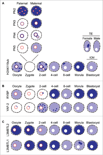 Figure 4. Schematic representation of the distribution of H2AK119ub and the proteins studied across developmental stages. Nuclear pattern distribution of H2AK119ub (A), RYBP, YAF-2 (B), L3MBTL2 and L3MBTL1 (C) at all stages of pre-implantation development. Levels H2AK119ub (A) at the zygote stage are subdivided into 4 ProNuclear (PN) stages to reflect dynamic changes in the pattern and levels of the mark. Color representation: Light blue indicates low levels of enrichment whereas darker blue is representative of high levels and specific localization in foci (dots in the diagram). Nucleolar-like bodies (NLBs) in the oocyte, zygote, and 2-cell stage embryos are shown as red circles in the nucleus.