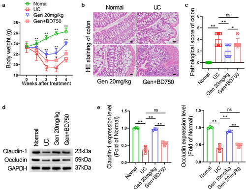 Figure 4. Immunosuppressive agents cancel the alleviating effect of garinoside on weight loss and colonic tissue damage in UC mice. UC model mice were treated with geniposide (20 mg/kg) alone or in combination with the immunosuppressive agent BD750 (20 μg/kg) for 4 weeks. UC model mice were treated with different doses of geniposide (10 mg/kg or 20 mg/kg) for 4 weeks. (a) The body weight of mice in each group was recorded weekly. (b) HE staining was used to detect the histological changes in colon tissues in each group. (c) related to B. The pathological score of colon tissues of mice in each group was calculated according to HE staining. (d) Representative western blot showing the protein expression levels of Claudin-1 and Occludin in colon tissues of each group of mice. (e) related to D. Relative quantitative analysis of the protein expression levels of Claudin-1 and Occludin in colon tissues of each group. A-C, n = 6. D-E, n = 3. *p < 0.05, **p < 0.01.