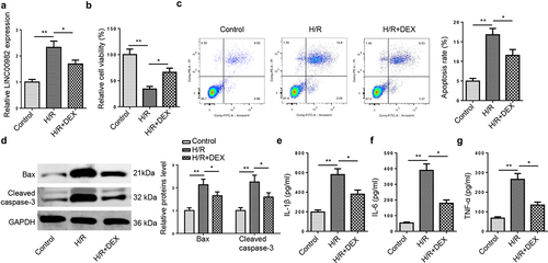 Figure 1. DEX decreases LINC00982 expression and suppresses the apoptosis and inflammation in H9c2 cells under H/R conditions. (a) RT-qPCR showed LINC00982 expression in H9c2 cells after H/R and DEX treatment. (b) Cell viability was measured by MTT. (c) Cell apoptosis rate was measured by flow cytometry. (d) Western blot showed levels of Bax and cleaved caspase-3. (e-g) The levels of proinflammatory cytokines were measured by ELISA.