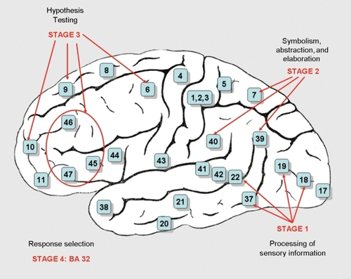 Figure 4. Processing stages proposed by the P-FIT model.Citation35