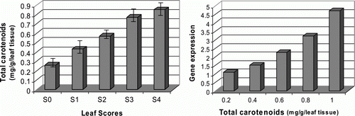 Figure 5.  Detection of the total carotenoid contents in relation to target gene expression levels. (Left) total carotenoid contents were assessed using acetone and petroleum ether as extracting solvents and measuring the absorbance of the samples at 450 nm. (Right) target gene expression levels were plotted against total carotenoid contents of the differentially indexed leaf samples. All data were presented as the mean values of two replicates±SD.
