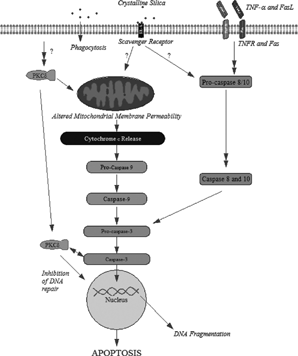 FIG. 1 Schematic of signal transduction pathways potentially activated by silica and leading to apoptosis.