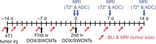 Figure 1 Study design indicating the timing of 4T1 tumor cells injection in the left inguinal mammary fat pad, the first and second iv injection of DOX or the different SWCNT conjugates, and the different BLI and MRI protocols.Abbreviations: DOX, doxorubicin; SWCNT, single-walled carbon nanotube; BLI, bioluminescence imaging; MRI, magnetic resonance imaging; inj, injection; ADC, apparent diffusion coefficient; d, days; iv, intravenous.