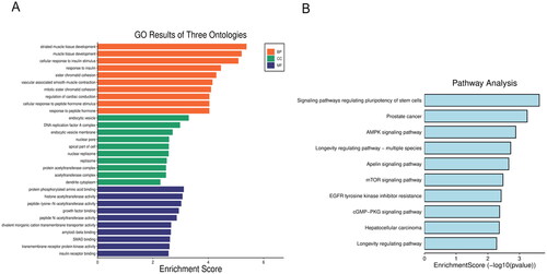 Figure 7. Bioinformatics analysis. (A) GO enrichment analysis for the predicted target genes of miR-223. (B) KEGG pathway analysis for the predicted target genes of miR-223. Abbreviations: GO, Gene Ontology; KEGG, Kyoto Encyclopaedia of Genes and Genomes.