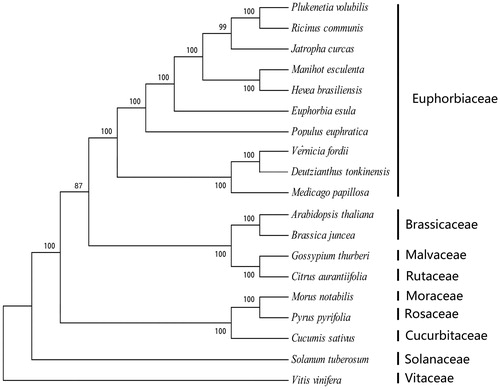 Figure 1. The phylogenetic tree based on the 19 complete chloroplast genome sequences. Accession numbers: Deutzianthus tonkinensis (MH933861), Manihot esculenta (EU117376), Jatropha curcas (FJ695500), Euphorbia esula (NC033910), Vernicia fordii (KY628420), Plukenetia volubilis (MF062253), Hevea brasiliensis (HQ285842), Medicago papillosa (NC027154), Cucumis sativus (DQ865976), Arabidopsis thaliana (AP000423), Brassica juncea (NC028272), Gossypium thurberi (GU907100), Citrus aurantiifolia (KJ865401), Medicago papillosa (NC027154), Morus notabilis (NC_027110.1), Pyrus pyrifolia (NC015996), Populus euphratica (NC024747), Solanum tuberosum (DQ386163), Vitis vinifera (DQ424856).