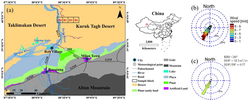 Figure 1. The study site in the Kuruk Tagh Desert, eastern margin of Tarim Basin, NW, China and the wind regime. (a) Location of box transects (black boxes) perpendicular to the Tarim River and the meteorological station (M1) near the Taitema Lake. (b) The wind roses calculated by the wind data from the meteorological station M1 at 10 m above the land surface since January 1th to December 31th in 2016. (c) The sediment flux roses predicted according to Courrech du Pont et al. (Citation2014) with the data from the meteorological station M1. The prevailing wind is from the northeastern direction.