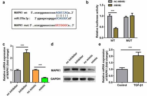 Figure 6. Interaction between miR-378a-3p and MAPK1. (a) Bioinformatic prediction of binding site of miR-378a-3p by MAPK1. (b) Relative luciferase activity of cells after co-transfection with wild type (WT) or mutant (Mut) MAPK1 3’-UTR reporter genes and miR-378a-3p mimics. RT-qPCR (c) and western blot (d) was conducted to measure the relative expression of MAPK1 after miR-378a-3p mimic and inhibitor transfection. (eS) RT-qPCR was conducted to measure the relative expression of MAPK1 in the TGFβ1-treated TDSCs. ***P < 0.001.