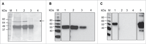 Figure 2. Three-column purification process analyzed by SDS-PAGE and Western blot. (A) Coomassie-stained SDS-PAGE gel, (B) Western blot analysis using an anti-4xHis antibody, and (C) Western blot analysis using an anti-RuBisCO antibody. M: Molecular weight marker, Lane 1: E fraction from IMAC, Lane 2: FT fraction from Butyl column, Lane 3: FT fraction from Q column, Lane 4: E fraction from Q column, Lane 5: TSP.
