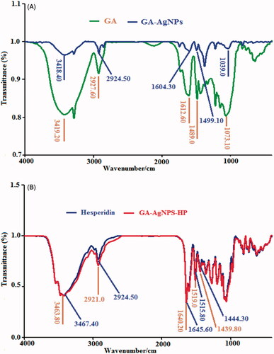 Figure 2. FT-IR spectra of (A) GA and GA-AgNPs and (B) HP and GA-AgNPS-HP.