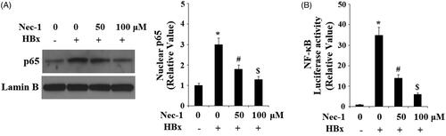 Figure 8. The RIP1 inhibitor necrostatin-1 (Nec-1) prevented HBx-induced activation of NF-κB. LO2 normal hepatocytes were transfected with HBx-encoding plasmid. Twenty-four hour later, cells were treated with Nec-1 at the concentration of 50 and 100 μM for another 24 h. (A) Nuclear translocation of NF-κB p65 was determined by western blot analysis with Lamin B as a positive control. (B) Luciferase activity of NF-κB (*, #, $, p < .01 versus the previous column group).