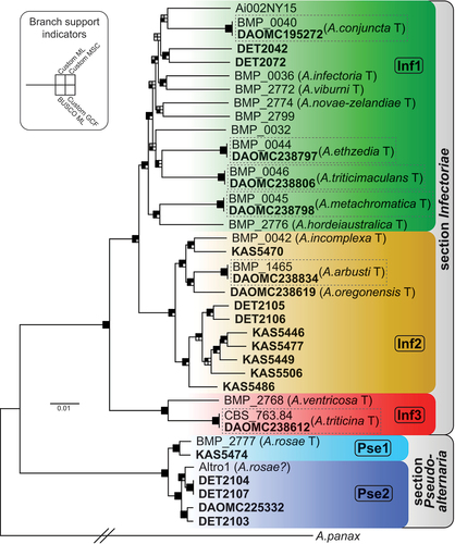 Figure 1. Maximum likelihood tree constructed from the Custom gene data set of 5294 genes combined. Bold taxon names indicate newly generated genome assemblies. Main lineages are color-coded and labeled within. Shading of squares at nodes represents the level of support each node received from four different methods of phylogenetic analysis (see inset). Support was considered significant where the analysis found ≥70% in ML bootstrapping for the Custom (Custom ML) and BUSCO (BUSCO ML) data sets or ≥0.95 posterior probability for the multispecies coalescent (Custom MSC) analysis. For shading, black indicates the branch was significantly supported, gray indicates the branch was present but not significantly supported, and white indicates the branch was absent. For shading of gene concordance factor (Custom GCF) analysis, black indicates the branch had a GCF ≥50, gray indicates GCF between 50 and 25, and white indicates GCF ≤25. The actual length of the branch leading to A. panax (outgroup) is 5× as long as shown. Previously existing species designations are shown in brackets. “T” indicates ex-type strains. Dashed-line boxes contain strains that should be the same ex-type strain.