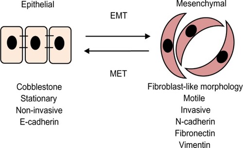 Figure 3 Epithelial-to-mesenchymal transitions.