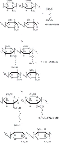 Figure 1. Immobilization of PON1 on chitosan.