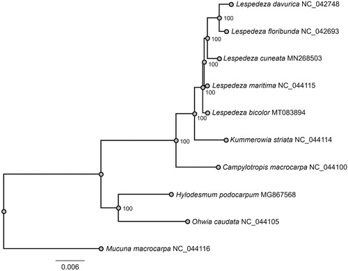 Figure 1. A maximum likelihood (ML) tree based on alignment of 78 shared protein-coding genes in plastome. Mucuna macrocarpa is used as outgroup. The numbers behind each node are bootstrap support values.