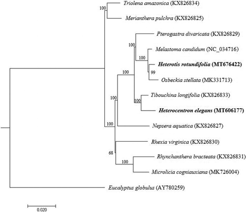 Figure 1. Maximum-likelihood tree of 12 species of Melastomataceae based on their complete chloroplast genome sequences, with Eucalyptus globulus as the outgroup.