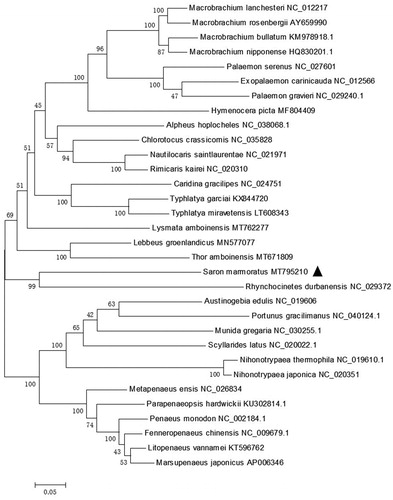 Figure 1. Phylogenetic tree of S. marmoratus and related species based on maximum-likelihood (ML) method.