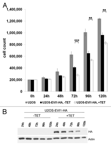 Figure 8. EVI1 overexpression interferes with proliferation and induces a negative feedback loop. (A) Of parental U2OS cells, uninduced (-TET) and induced (+TET) U2OS cells conditionally overexpressing EVI1-HA, a measure of 200,000 cells per dish was seeded. At the indicated time points, cells were harvested and counted again to determine proliferation rates. Results are given as mean absolute numbers of cells from two experiments. ***, this difference is highly significant (p = 0.00035). **, these differences are significant (p < 0.009). (B) In U2OS cells conditionally overexpressing EVI1-HA, transgene expression was induced for the indicated times, and tetracycline-containing medium was renewed every 48 h. Using 70 µg of protein extract per lane from induced cells (+TET) or uninduced controls (-TET), immunoblots for HA and the loading control actin were prepared.