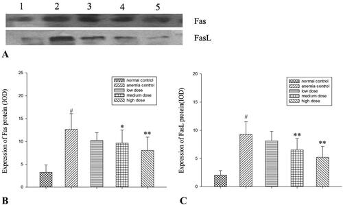 Figure 5. Protein expression of Fas and FasL. (A) Western blot analysis of Fas and FasL. Lane 1, normal controls; lane 2, anaemic controls; lane 3, low-dose RRPs; lane 4, medium-dose RRPs; and lane 5, high-dose RRPs. (B) Integrated optical density (IOD) of Fas. (C) IOD of FasL. #p<0.01 versus normal controls; *p<0.05 and **p<0.01 versus anaemic controls.