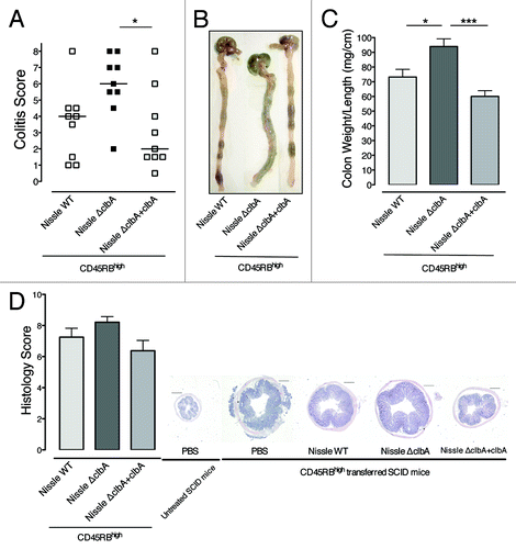 Figure 5. Genetic complementation of the clbA mutant of Nissle 1917 restores its probiotic activity. CD4+ CD45RBhigh T cells were purified from spleens of BalB/c AnNCrl mice and 2 x 105 cells were injected (i.p.) into recipient SCID mice. Groups of 9 mice fed with Nissle WT, Nissle ∆clbA or Nissle ∆clbA+clbA (2.5x109 cfu/mouse) every 3 d and sacrificed prematurely 36 d after transfer due to global exacerbation of colitis severity. The extent of colitis damage was assessed blindly before tissue samples were collected. Error bars represent the SEM and the data shown result from one experiment. For related data, see Figure S2. (A) Plotted data represent colitis scores of each individual mouse and medians are indicated. *p < 0.05, Kruskal-Wallis test, Dunn’s multiple comparison test. (B) Representative gross organ morphologies of the cecum and colon from each group of the recipient mice at day 36 are shown. (C) Extracted colons were measured, rinsed with PBS and weighed. Colon length and mucosa thickening that are dependent of the severity of colitis are modulated according to the oral treatment. Mean ratios of colon weight/length are represented. *p < 0.05 and ***p < 0.001 by one-factor ANOVA analysis, Bonferroni’s multiple comparison test. (D) Colonic sections were stained with H&E to determine disease severity. Compared with histological architecture observed in colonic sections of SCID mice fed with Nissle ∆clbA after CD4+ CD45RBhigh T cells transfer, oral treatment of these mice with the complemented Nissle strain drives attenuated histological damage similar to that seen in mice fed with Nissle WT strain. Left, the scores for several parameters were summed for a total severity. Right, the images shown are representative H&E stained sections from mice colons before and after CD4+ CD45RBhigh T cells transfer followed by gavages. Bars = 500 μm.