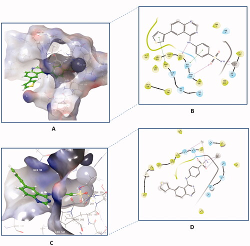 Figure 6. The binding patterns of compound 4f inside the binding cavity of hCAI and IX. (A) 3D model of the crystal structure of hCA I with compound 4f. (B) 2D interaction pattern of compound 4f with hCA I binding cavity. (C) 3D model of the crystal structure of hCA IX with compound 4f. (D) 2D interaction pattern of compound 4f with hCA IX binding cavity.