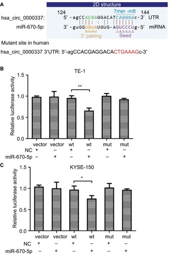 Figure 4 hsa_circ_0000337 serves as a sponge for miR-670-5p.Notes: (A) The binding sites for miR-670-5p in hsa_circ_0000337. (B) The luciferase intensity decreased after cotransfection with hsa_circ_0000337 wild-type and has-miR-670-5p mimics in TE-1 cell lines. (C) The luciferase intensity decreased after cotransfection with hsa_circ_0000337 wild-type and hsa-miR-670-5p mimics in KYSE-150 cell lines. *P<0.05 and **P<0.01.Abbreviations: NC, negative control; mut, mutant type; wt, wild-type.