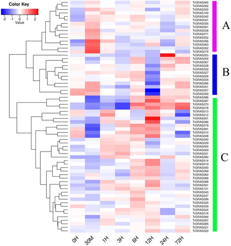 Figure 6. Expression profile of TrGRAS genes in white clover under cold stress.Note: The expression levels of TrGRAS genes were collected from the NCBI SRA database (accession number PRJNA781064) and all expression data were clustered and plotted using the function heatmap in R platform.