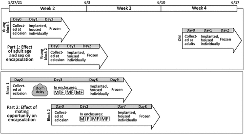 Fig. 1. Experimental design. The time bar across the top of the figure represents the date and week of mass eclosion in our local area. For both Part 1 and Part 2 experiments, males and females of both M. septendecim and M. cassini were included.