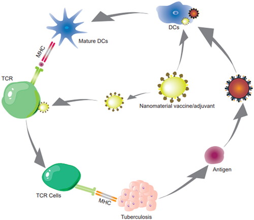 Figure 8. Nanomaterial vaccine delivery route.Note: Nanomaterial delivery in the antigen or adjuvant of DNA-TB vaccines delivers vaccines into DCs, causing their maturation, and activates CTL to clear TB infection. These vaccines are also activated by TCR and effectively cross-present via APC cells, initiating CD8+ T-cell immunity in vivo.