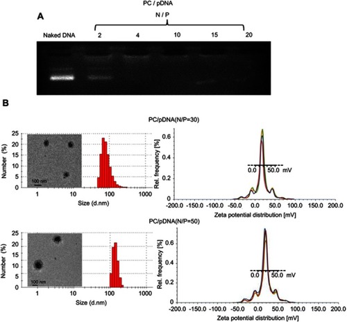 Figure 2 Characterization of the PC/Plasmid DNA complexes. (A) Gel retardation analysis of PC/pDNA at different N/P ratios. PC inhibited DNA migration completely at N/P ratios of 4 and above. (B) TEM images, particle size and zeta potential distribution of PC/pDNA complexes with N/P ratios of 30 and 50. At the above N/P ratios, the biophysical properties of the complexes are suitable for cellular uptake.Abbreviations: PC, polyethyleneimine-β-cyclodextrin; TEM, transmission electron microscope.