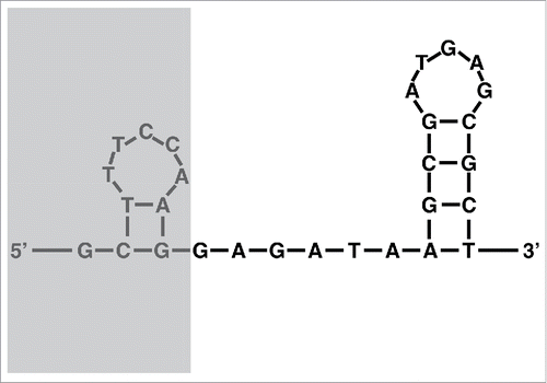 Figure 2. Secondary structure of the putative origin of translation (OT) found on all 8 chromosomes of the mt genome of Alatina alata using the DNA folding program from the mfold Web Server with default parameters. The greyed area is present at the DNA level but absent from the RNA-seq data.