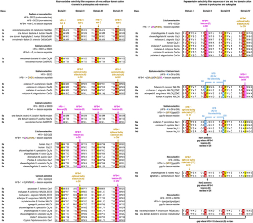 Figure 6. Representative selectivity filter sequences of one- and four-domain cation channels in prokaryotes and eukaryotes can be categorized into four major classes. Class I selectivity filters represent sodium-selective channels lacking a beacon aspartate in the High Field Strength (HFS) +1 position. These Class I channels include (Class Ia) bacterial sodium channels and (Class Ib) unique Cav3b T-type channel isoform found in cnidarians. Class II selectivity filters possess a beacon aspartate in the (HFS+1 position which in animal Cav1 and Cav2 channels is in Domain II but residing in Domain IV in some non-animal Cav channels and NALCN. Cav3 T-type channels always possess a beacon aspartate in HFS+1 of Domain II (Class IIb), except in a unique Cav3b T-type channels in cnidarians (Class Ib). Class III selectivity filters possess a beacon aspartate in the HFS+1 position in Domain IV, but also contain a HFS site with a lysine in Domain II (Class IIIa) or Domain III (Class IIIb). Class IV selectivity filters possess a gap in position of the beacon aspartate in Domain II in multiple aligned sequences of animal NaV2 and NaV1 sodium channels. Class IV selectivity filters can possess a lysine in the HFS site in Domain II (Class IVa) or Domain III (Class IVb) or lack a lysine residue in Domain II or III of the HFS site (Class IVc).