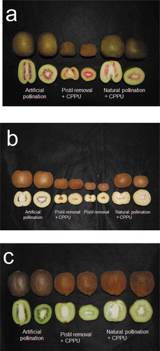 Figure 2. Fruit appearance and sections of fruits developed through artificial pollination, pistil removal with CPPU treatment, pistil removal, and natural pollination with CPPU treatment in three kiwifruit cultivars. A, ‘Rainbow Red’, B, ‘Kaimitsu’, and C, ‘Hayward’